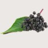 Inhaltsstoff Holunderkernöl (Sambucus Nigra Seed Oil)