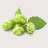Inhaltsstoff Hopfen Extrakt (Humulus Lupulus Extract)