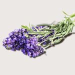 Inhaltsstoff Lavendelöl (Lavandula Angustifolia Oil)