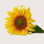 Inhaltsstoff Sonnenblumenkernöl (Helianthus Annuus Seed Oil)