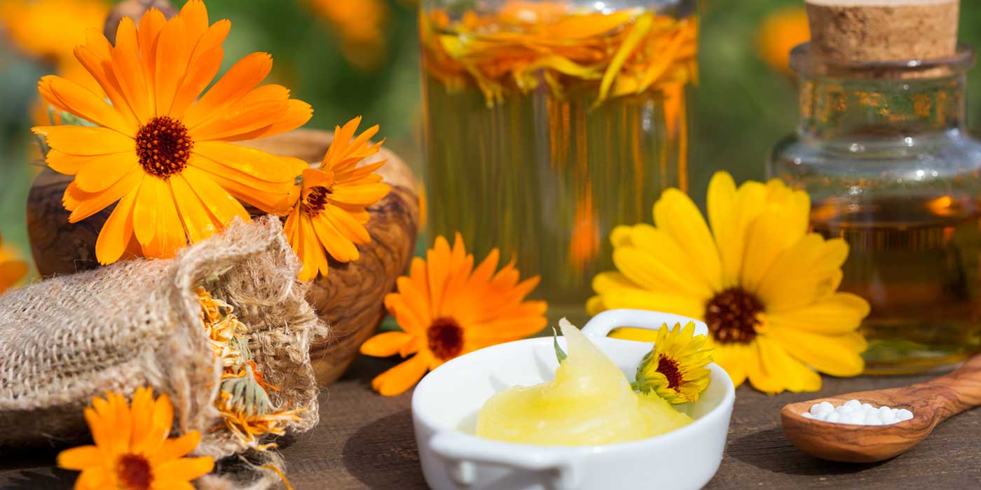 Pflanzenportrait Ringelblume (Calendula Officinalis)